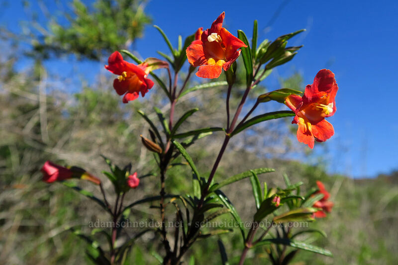 red bush monkeyflower (Diplacus puniceus (Mimulus aurantiacus var. puniceus)) [Torrey Pines State Natural Reserve Extension, San Diego, California]