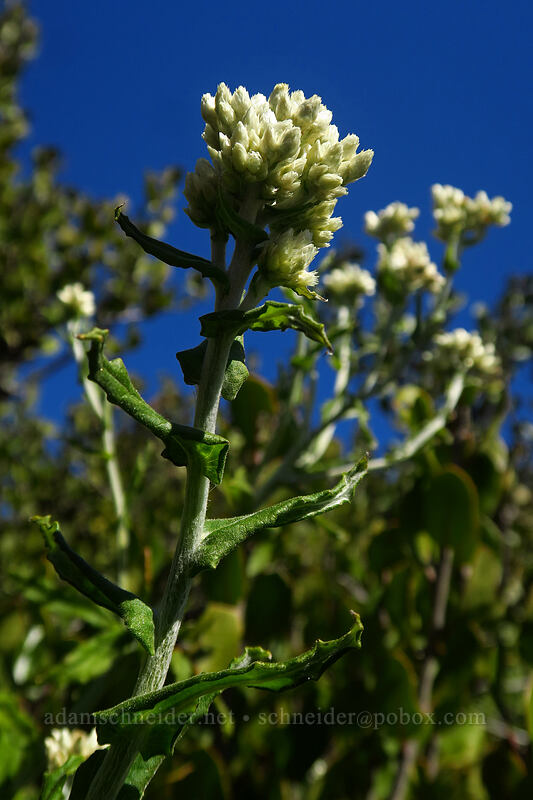 two-tone everlasting (Bioletti's rabbit-tobacco) (Pseudognaphalium biolettii (Gnaphalium bicolor)) [Torrey Pines State Natural Reserve Extension, San Diego, California]