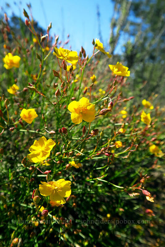 peak rock-rose (Crocanthemum scoparium) [Torrey Pines State Natural Reserve Extension, San Diego, California]