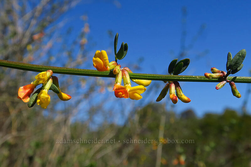 deerweed (California broom) (Acmispon glaber (Lotus scoparius)) [Torrey Pines State Natural Reserve Extension, San Diego, California]