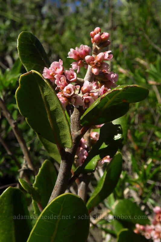 lemonade-berry (Rhus integrifolia) [Torrey Pines State Natural Reserve Extension, San Diego, California]