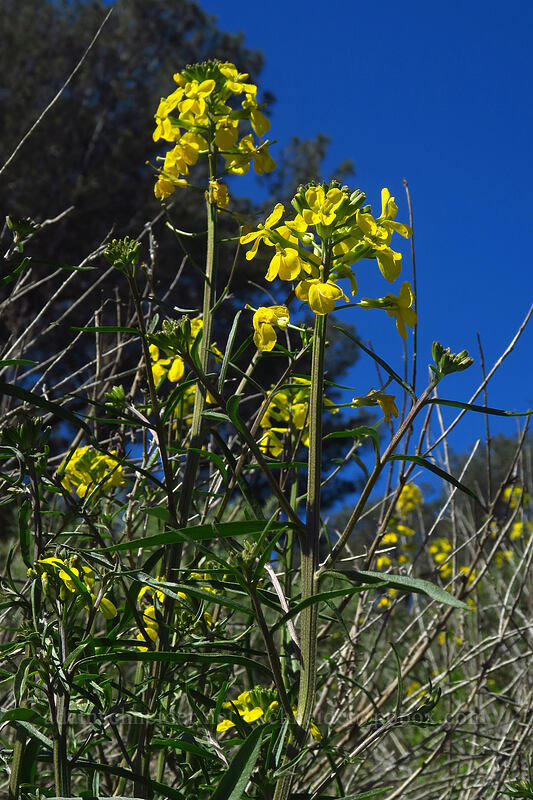 wallflower (Erysimum capitatum) [Torrey Pines State Natural Reserve Extension, San Diego, California]