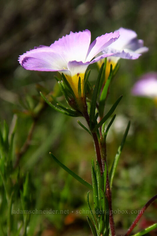 ground pink (Linanthus dianthiflorus) [Mission Trails Regional Park, San Diego, California]
