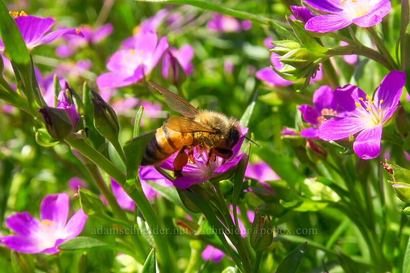 honeybee on red maids (Apis mellifera, Calandrinia menziesii (Calandrinia ciliata)) [Mission Trails Regional Park, San Diego, California]