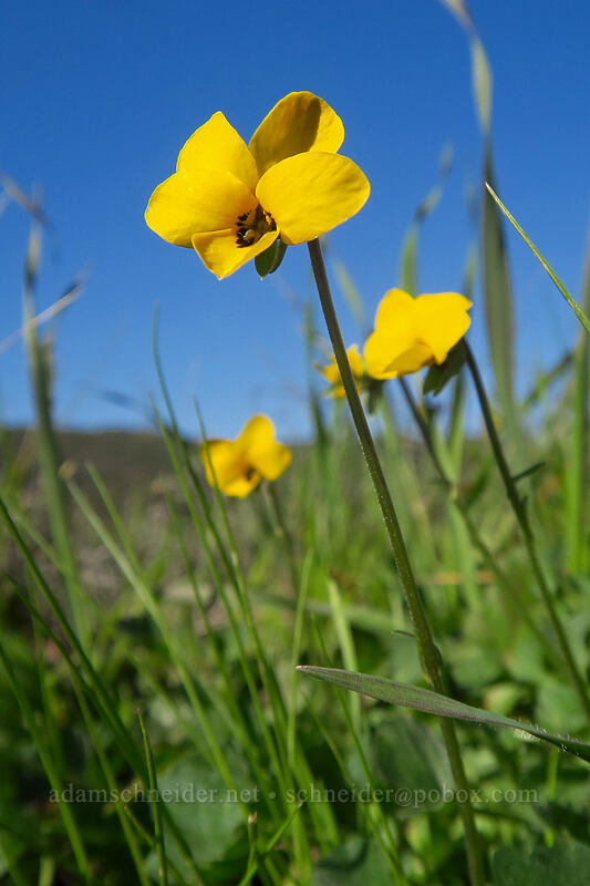 California golden violets (Viola pedunculata) [Mission Trails Regional Park, San Diego, California]