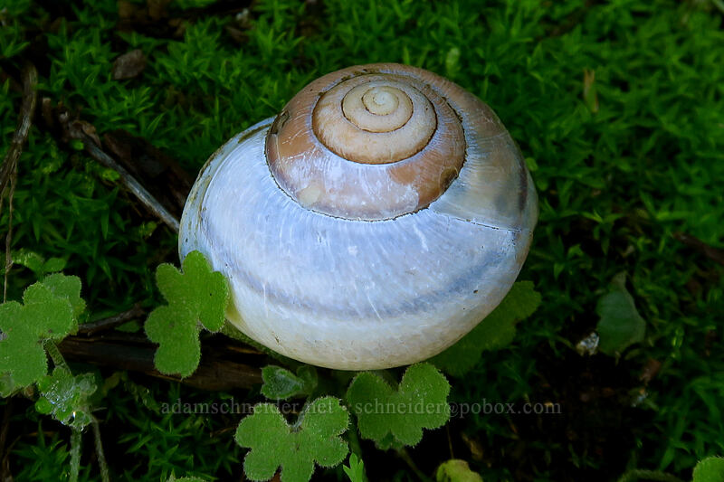 shoulderband snail shell (Helminthoglypta tudiculata) [Mission Trails Regional Park, San Diego, California]