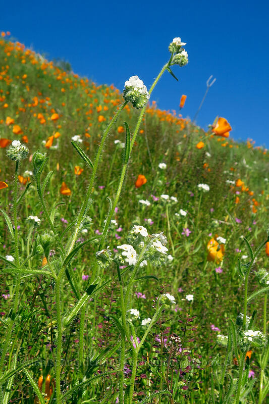 cryptantha & California poppies (Cryptantha intermedia, Eschscholzia californica) [Mission Trails Regional Park, San Diego, California]