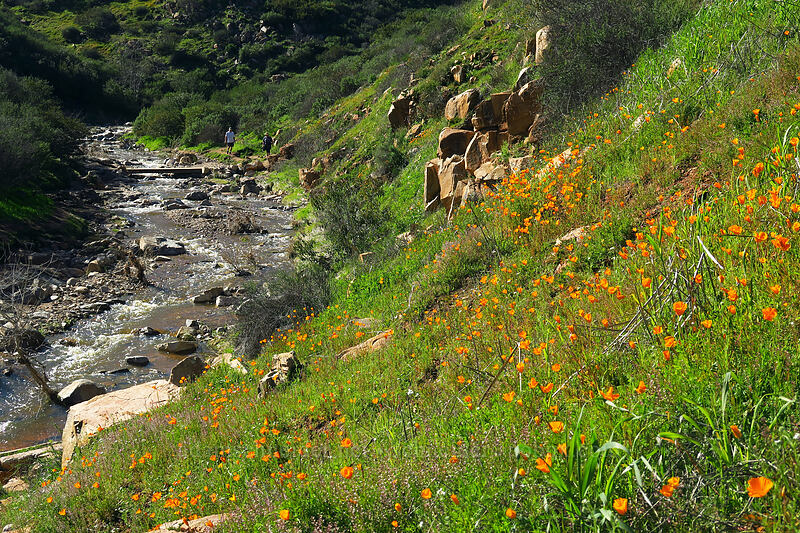 California poppies & Oak Canyon Creek (Eschscholzia californica) [Mission Trails Regional Park, San Diego, California]