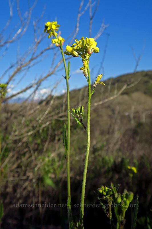 rapeseed (Brassica napus) [Mission Trails Regional Park, San Diego, California]