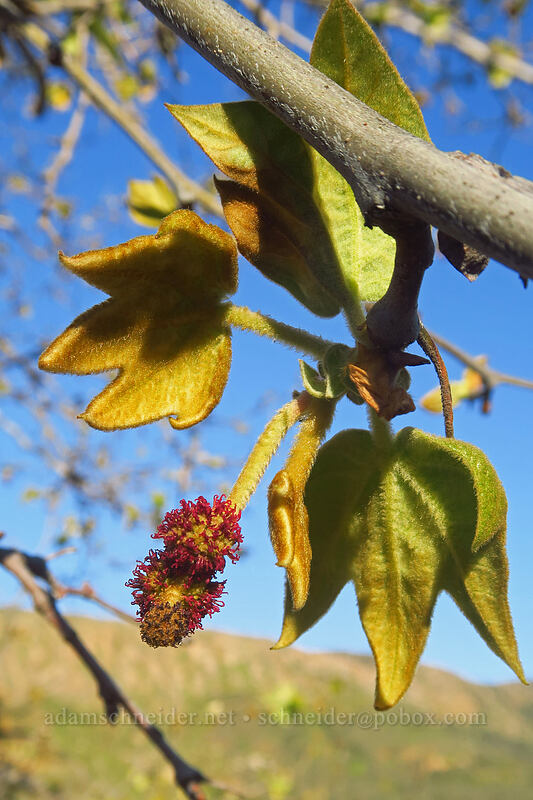 western sycamore flowers (Platanus racemosa) [Mission Trails Regional Park, San Diego, California]