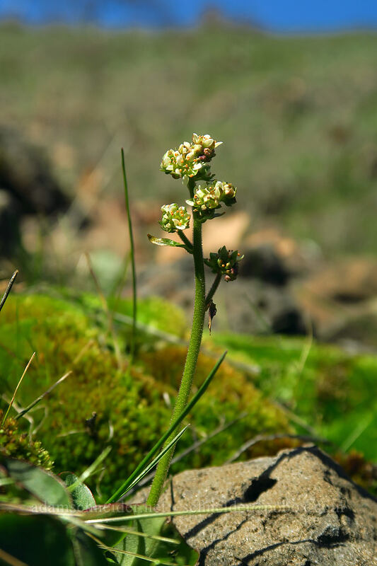 whole-leaf saxifrage (Saxifraga integrifolia) [Doug's Beach State Park, Klickitat County, Washington]