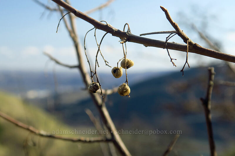 poison-oak berries (Toxicodendron diversilobum (Rhus diversiloba)) [Doug's Beach State Park, Klickitat County, Washington]