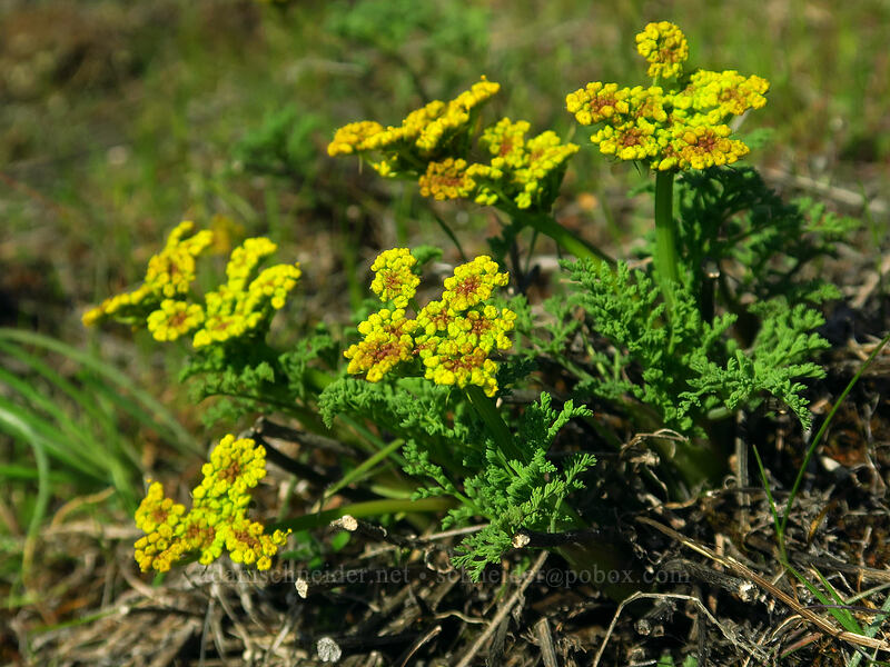 pungent desert parsley (Lomatium papilioniferum (Lomatium grayi)) [Doug's Beach State Park, Klickitat County, Washington]