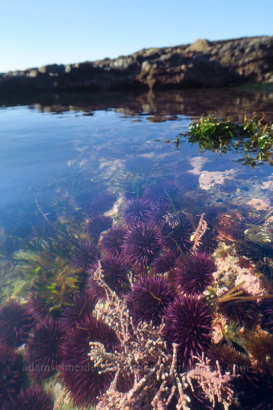 purple sea urchins (Strongylocentrotus purpuratus) [Boiler Bay Research Reserve, Lincoln County, Oregon]