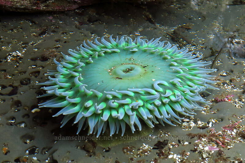 giant green anemone (Anthopleura xanthogrammica) [Boiler Bay Research Reserve, Lincoln County, Oregon]