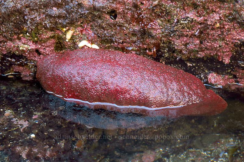 gumboot chiton (Cryptochiton stelleri) [Boiler Bay Research Reserve, Lincoln County, Oregon]