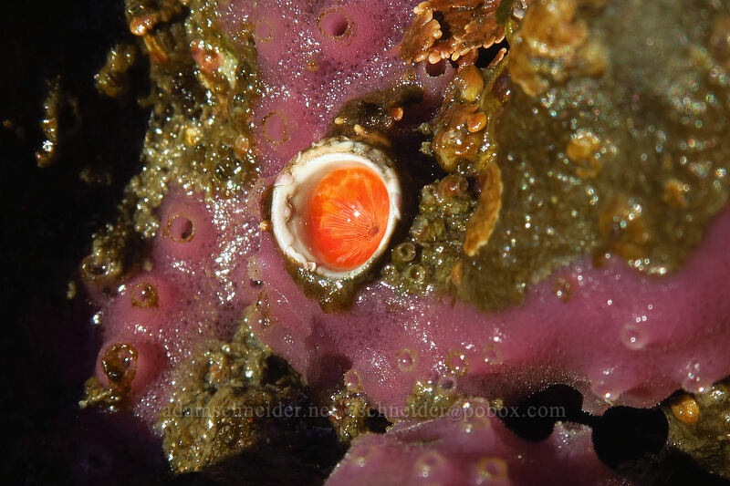 calcareous tubeworm & purple encrusting sponge (Serpula columbiana, Haliclona cinerea) [Boiler Bay Research Reserve, Lincoln County, Oregon]