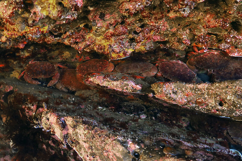 Pacific rock crabs (Romaleon antennarium (Cancer antennarius)) [Boiler Bay Research Reserve, Lincoln County, Oregon]