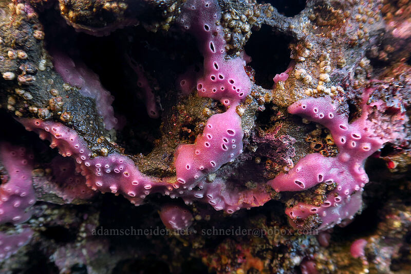 purple encrusting sponge (Haliclona cinerea) [Boiler Bay Research Reserve, Lincoln County, Oregon]