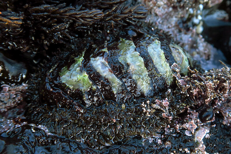 mossy chiton (Mopalia muscosa) [Boiler Bay Research Reserve, Lincoln County, Oregon]