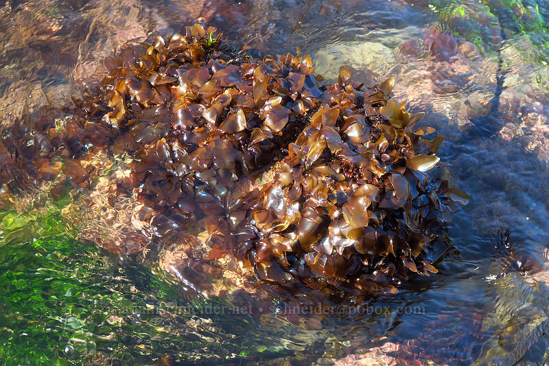 rainbow-leaf seaweed (Mazzaella splendens) [Otter Rock Marine Garden, Otter Rock, Lincoln County, Oregon]