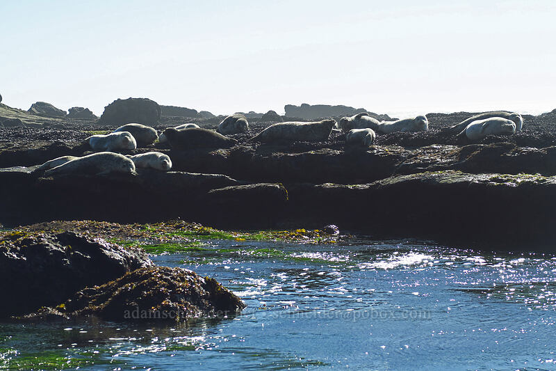 harbor seals (Phoca vitulina) [Otter Rock Marine Garden, Otter Rock, Lincoln County, Oregon]