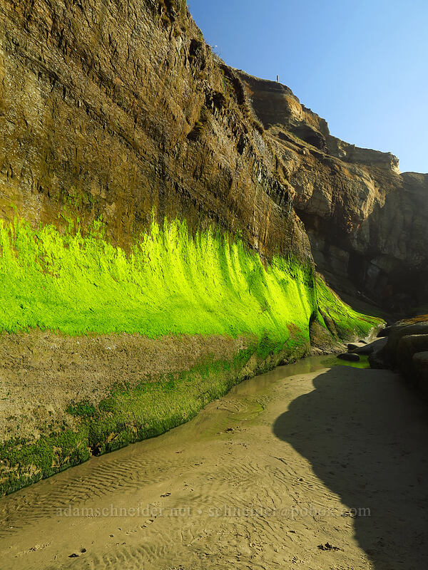 bright green algae [Devil's Punchbowl State Park, Otter Rock, Lincoln County, Oregon]