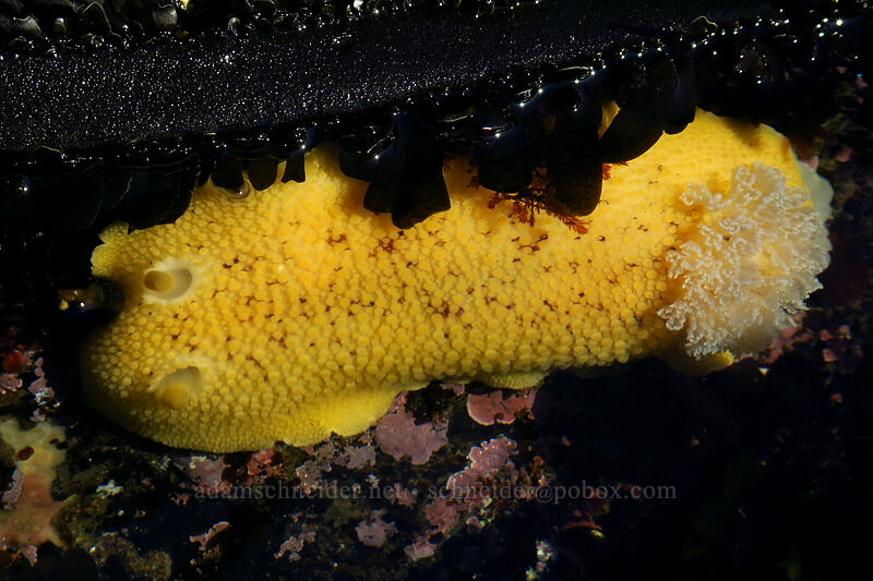 sea-lemon nudibranch (Peltodoris nobilis (Anisodoris nobillis)) [Boiler Bay Research Reserve, Lincoln County, Oregon]