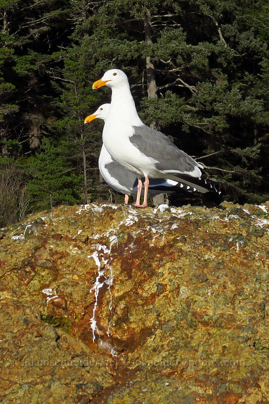 western gulls (Larus occidentalis) [Boiler Bay Research Reserve, Lincoln County, Oregon]