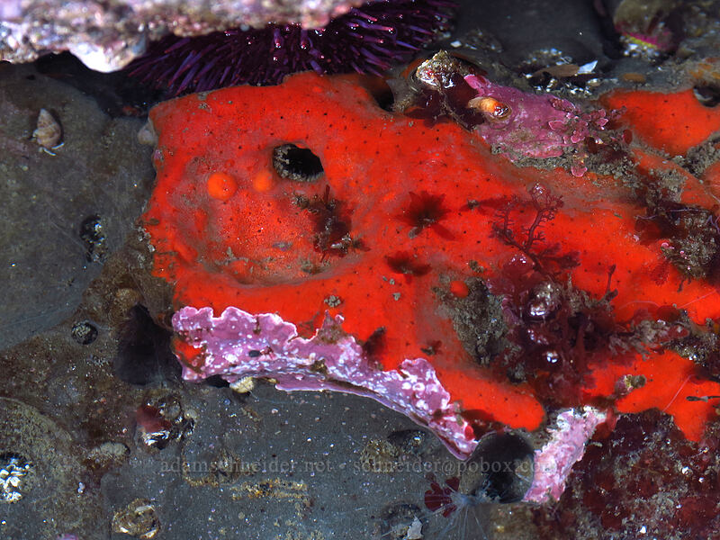 red sponge nudibranchs on red velvet sponge (Rostanga pulchra, Clathria pennata (Ophlitaspongia pennata)) [Boiler Bay Research Reserve, Lincoln County, Oregon]