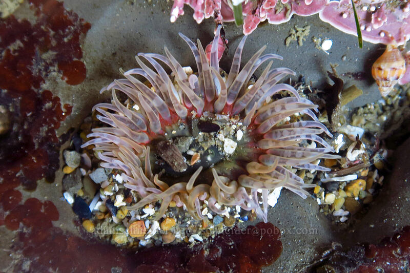 moonglow anemone (Anthopleura artemisia) [Boiler Bay Research Reserve, Lincoln County, Oregon]