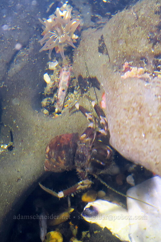 hairy hermit crab & a tiny brooding anemone (Pagurus hirsutiusculus, Epiactis prolifera) [Boiler Bay Research Reserve, Lincoln County, Oregon]