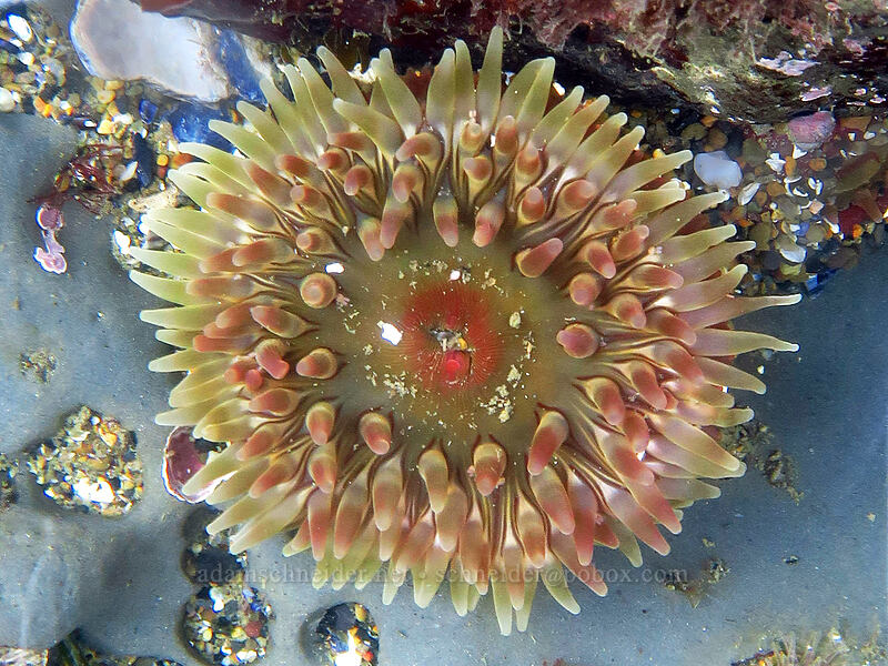 Christmas anemone (Urticina sp.) [Boiler Bay Research Reserve, Lincoln County, Oregon]