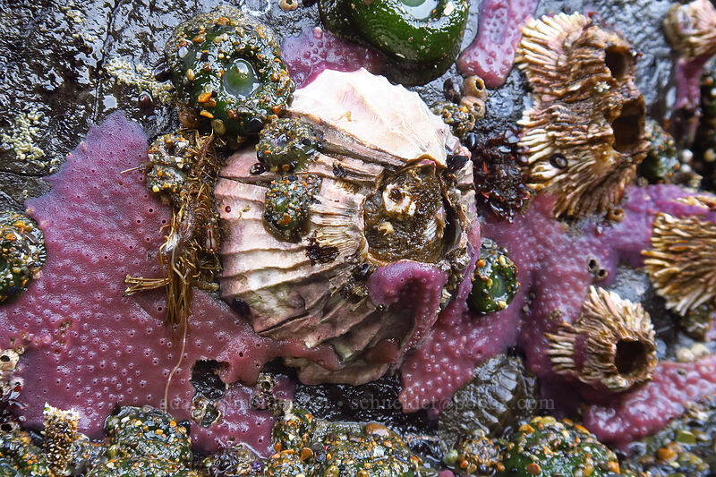 giant acorn barnacle (Balanus nubilus) [Spanish Head, Lincoln City, Lincoln County, Oregon]
