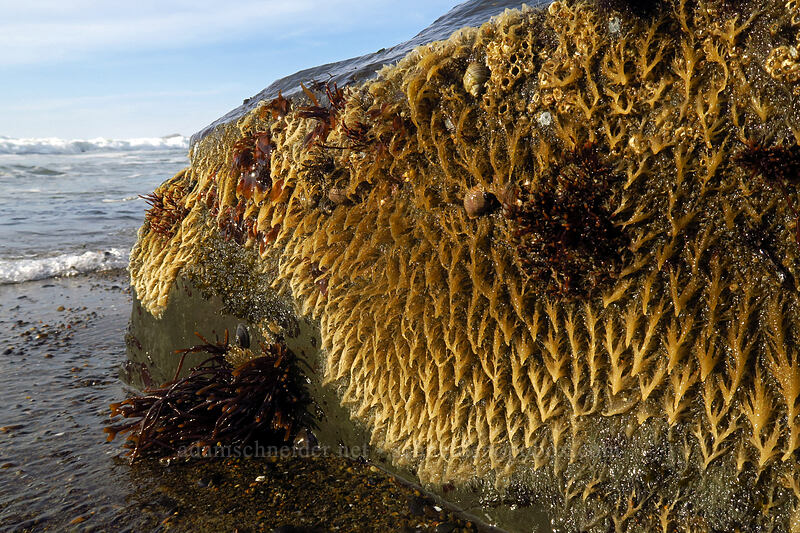 algae-covered rock [Spanish Head, Lincoln City, Lincoln County, Oregon]