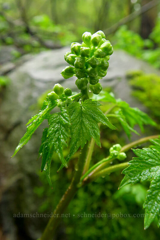 baneberry, budding (Actaea rubra) [Angel's Rest Trail, Columbia River Gorge, Multnomah County, Oregon]