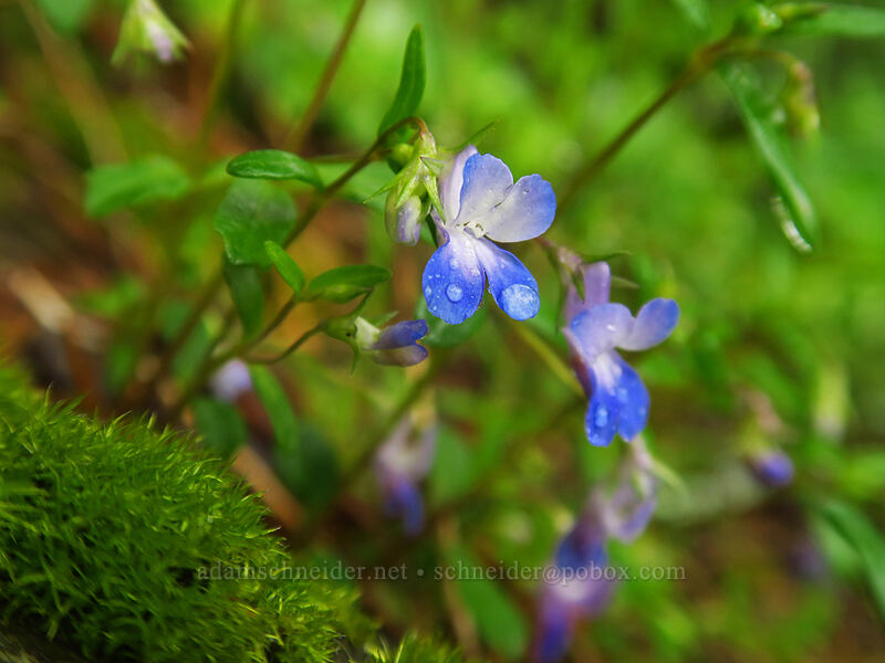 small-flowered blue-eyed-Mary (Collinsia parviflora) [Angel's Rest Trail, Columbia River Gorge, Multnomah County, Oregon]