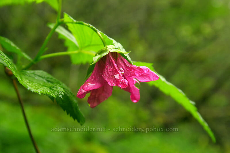 salmonberry flower (Rubus spectabilis) [Angel's Rest Trail, Columbia River Gorge, Multnomah County, Oregon]