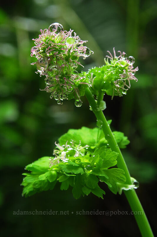 female meadow-rue flowers (Thalictrum occidentale) [Angel's Rest Trail, Columbia River Gorge, Multnomah County, Oregon]