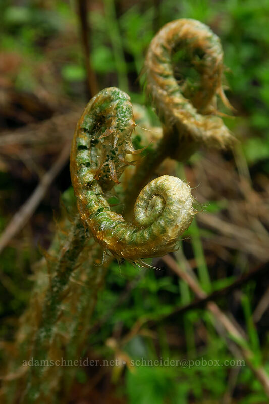 sword fern, unfurling (Polystichum munitum) [Angel's Rest Trail, Columbia River Gorge, Multnomah County, Oregon]