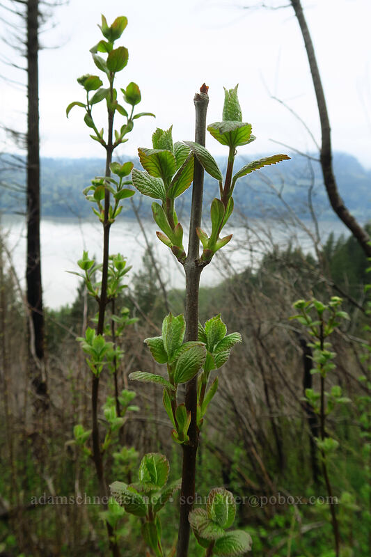 viburnum shoots (Viburnum ellipticum) [Angel's Rest Trail, Columbia River Gorge, Multnomah County, Oregon]