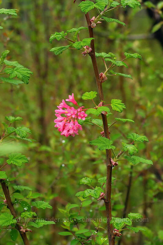 red-flowered currant (Ribes sanguineum) [Angel's Rest Trail, Columbia River Gorge, Multnomah County, Oregon]