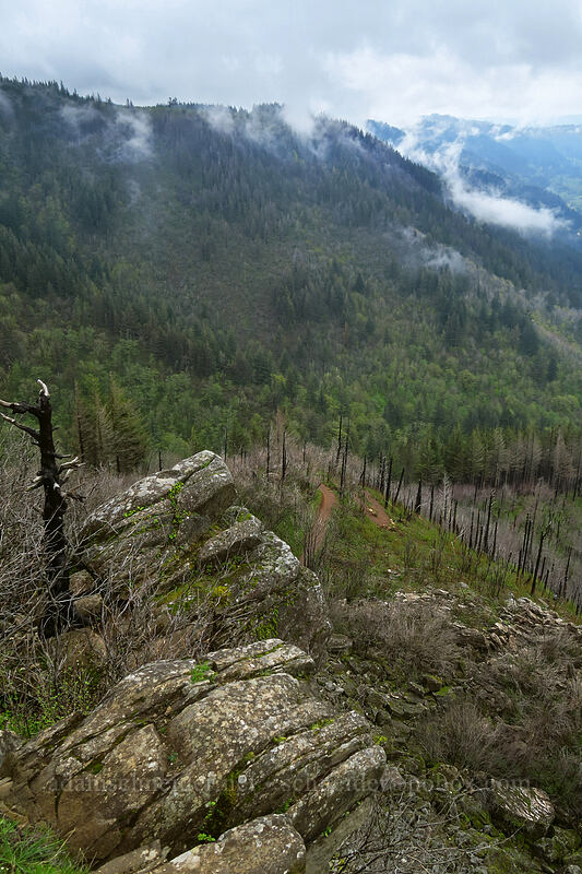 view to the west [Angel's Rest, Columbia River Gorge, Multnomah County, Oregon]