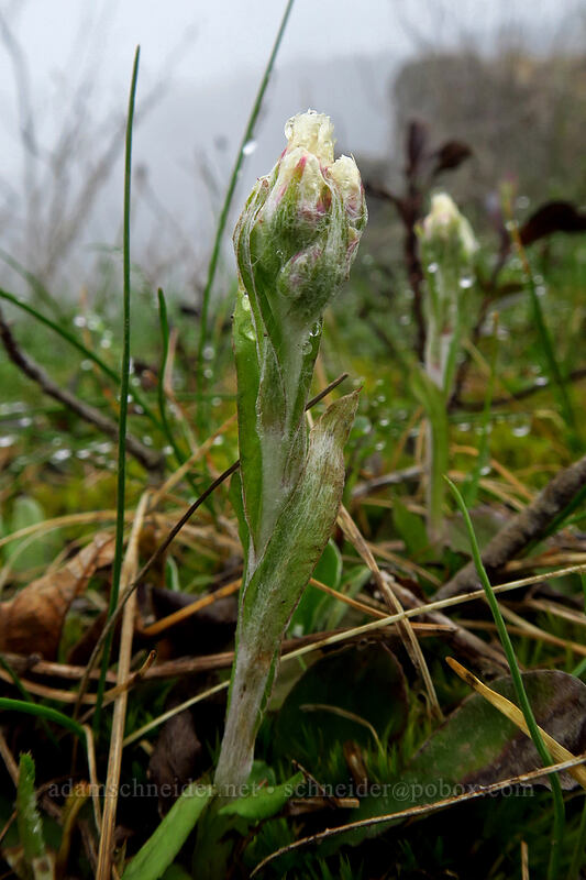 Howell's pussy-toes (Antennaria howellii) [Angel's Rest, Columbia River Gorge, Multnomah County, Oregon]