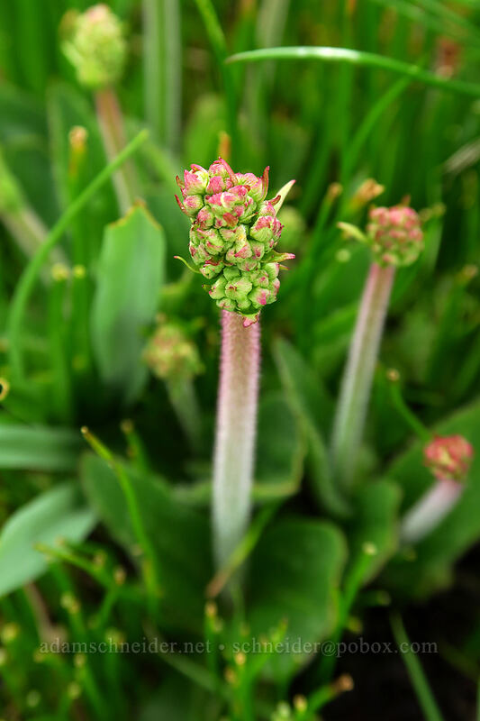 Oregon saxifrage, budding (Micranthes oregana (Saxifraga oregana)) [Camassia Natural Area, West Linn, Clackamas County, Oregon]