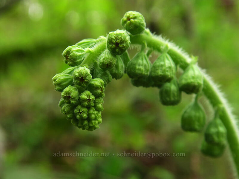 fringe cup, budding (Tellima grandiflora) [Camassia Natural Area, West Linn, Clackamas County, Oregon]