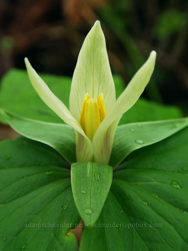 small-flowered trillium (Trillium albidum ssp. parviflorum) [Camassia Natural Area, West Linn, Clackamas County, Oregon]