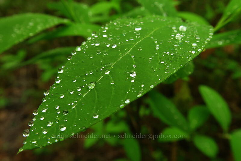 raindrops on an osoberry leaf (Oemleria cerasiformis) [Camassia Natural Area, West Linn, Clackamas County, Oregon]