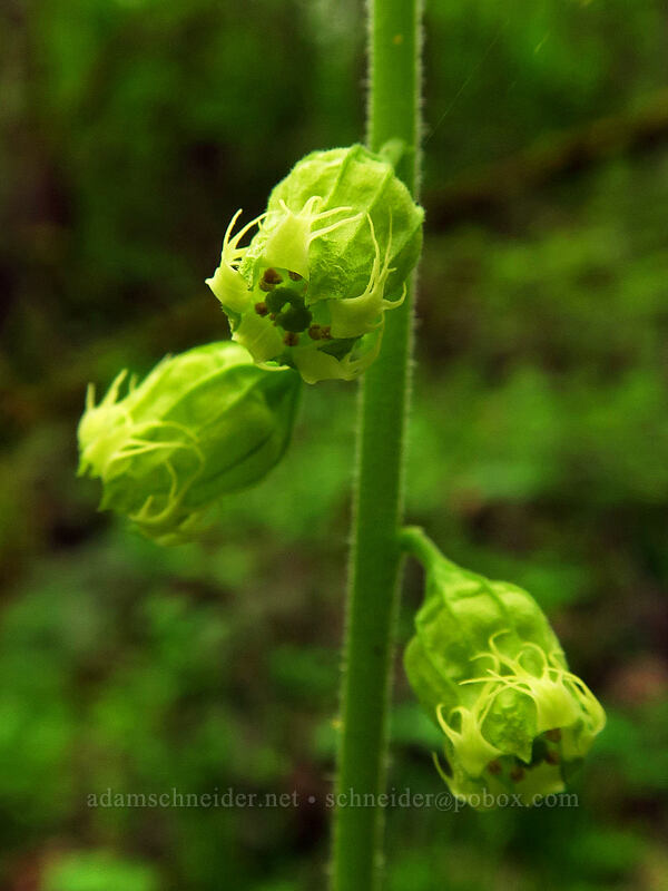 fringe cup (Tellima grandiflora) [Camassia Natural Area, West Linn, Clackamas County, Oregon]