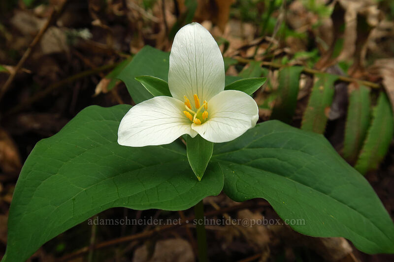western trillium (Trillium ovatum) [Camassia Natural Area, West Linn, Clackamas County, Oregon]